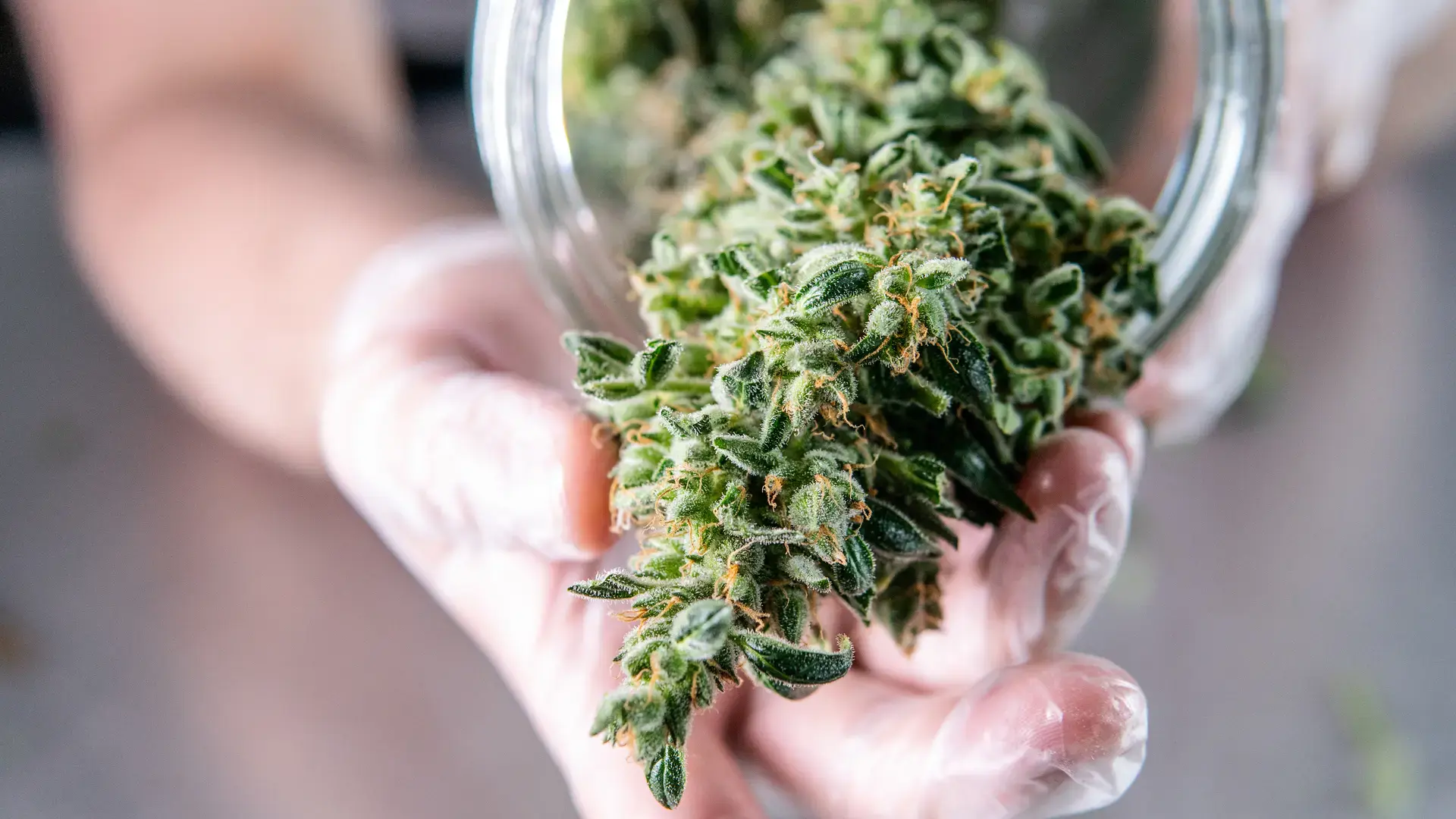 Hidden Gardens Cannabis